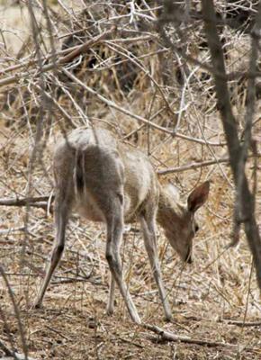 Duiker looking at ground