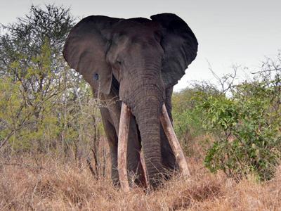 Duke before he broke his tusks