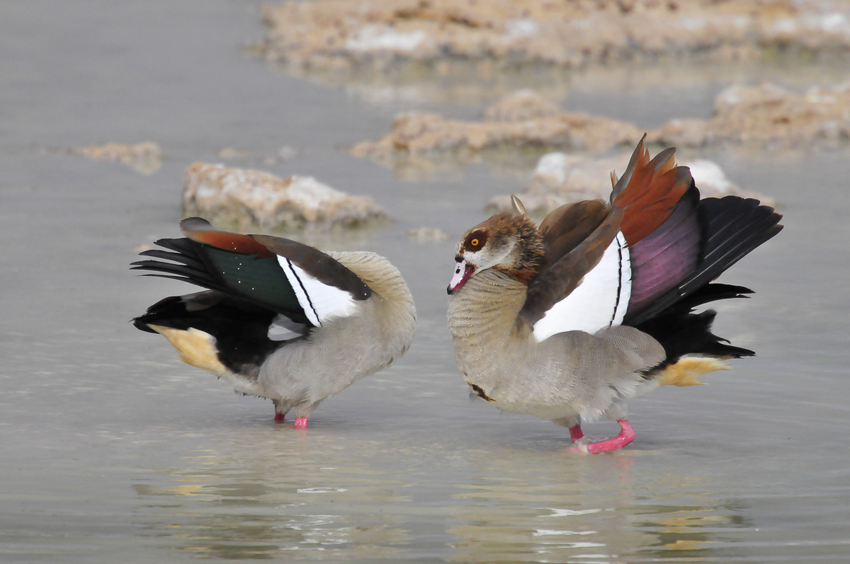 egyptian geese bathing in the pan in Etosha