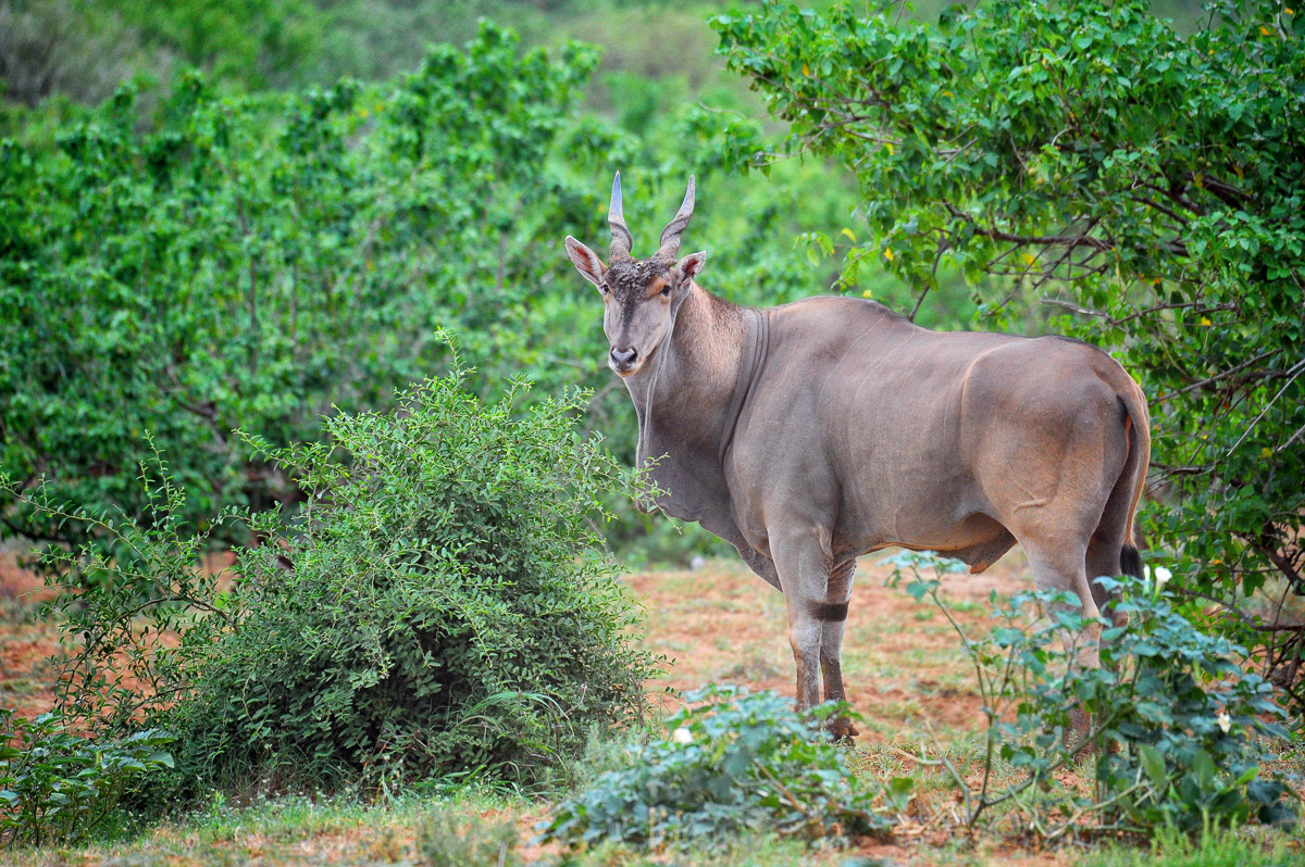 Eland in the Pafuri area