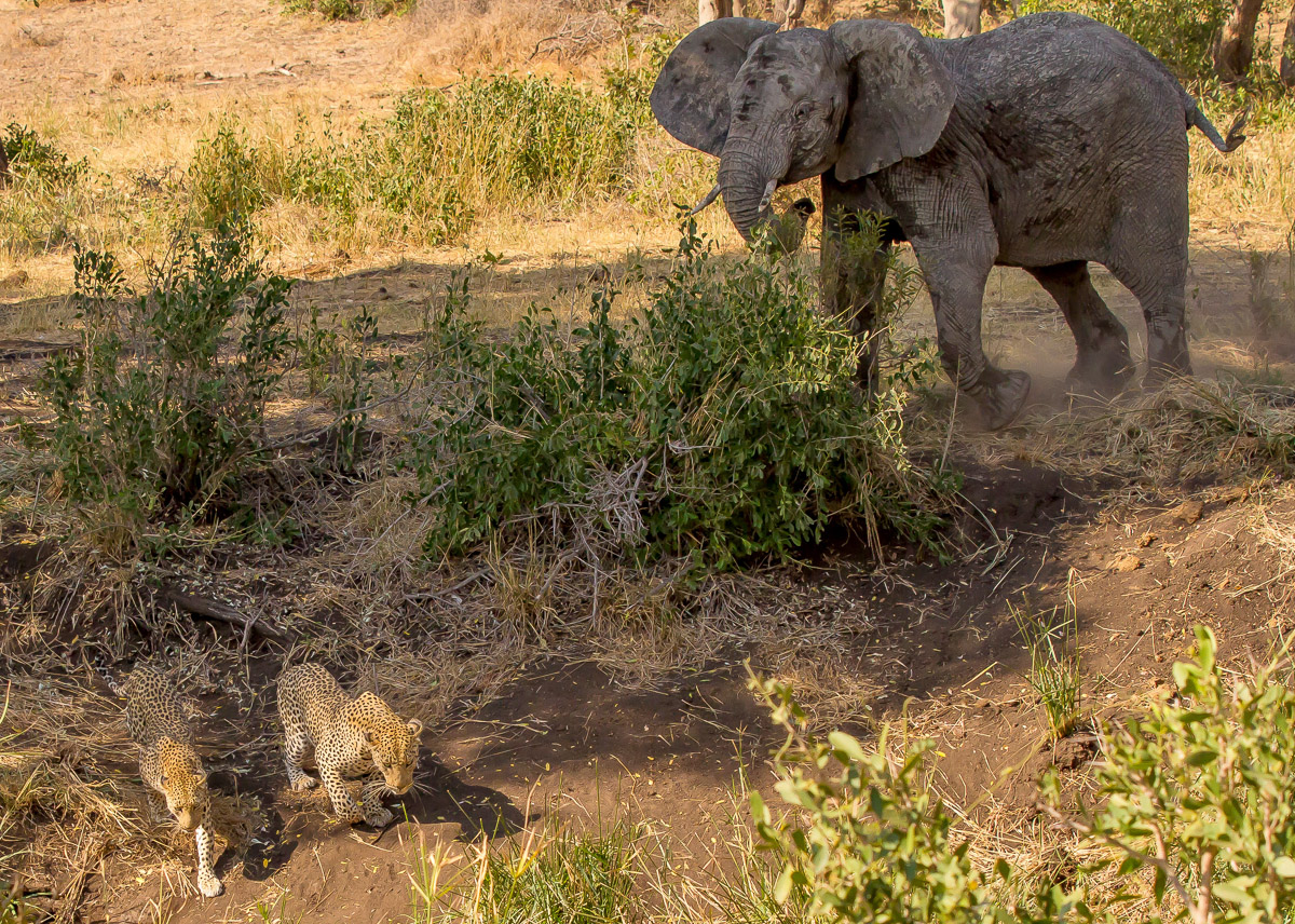 Elephant and Leopard interaction, image taken in the Kruger National Park on a self-drive