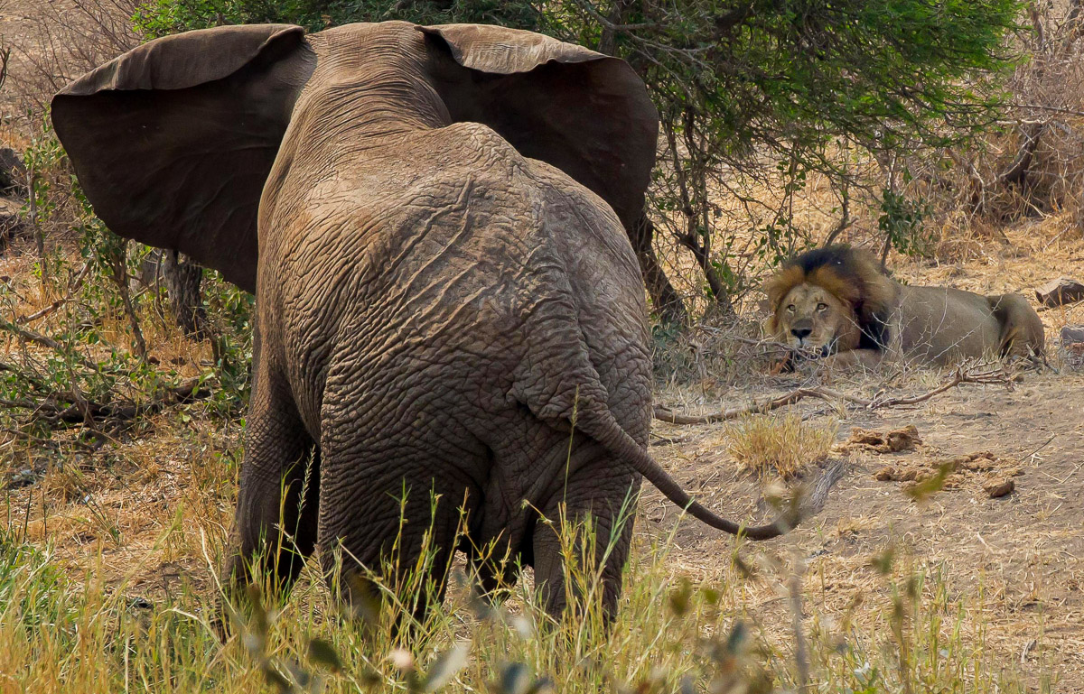 Elephant and Lion interaction taken on a self-drive in the Kruger National Park