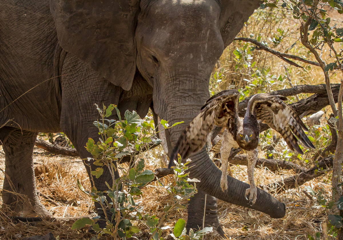 Elephant chasing Martial Eagle, image taken on self-drive in the Kruger National Park