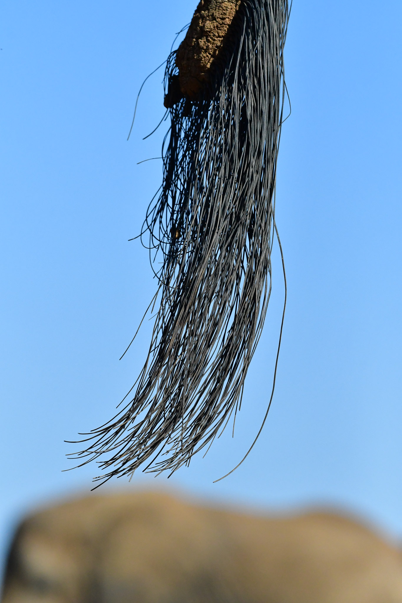 elephant tail at Last Word Madikwe hide