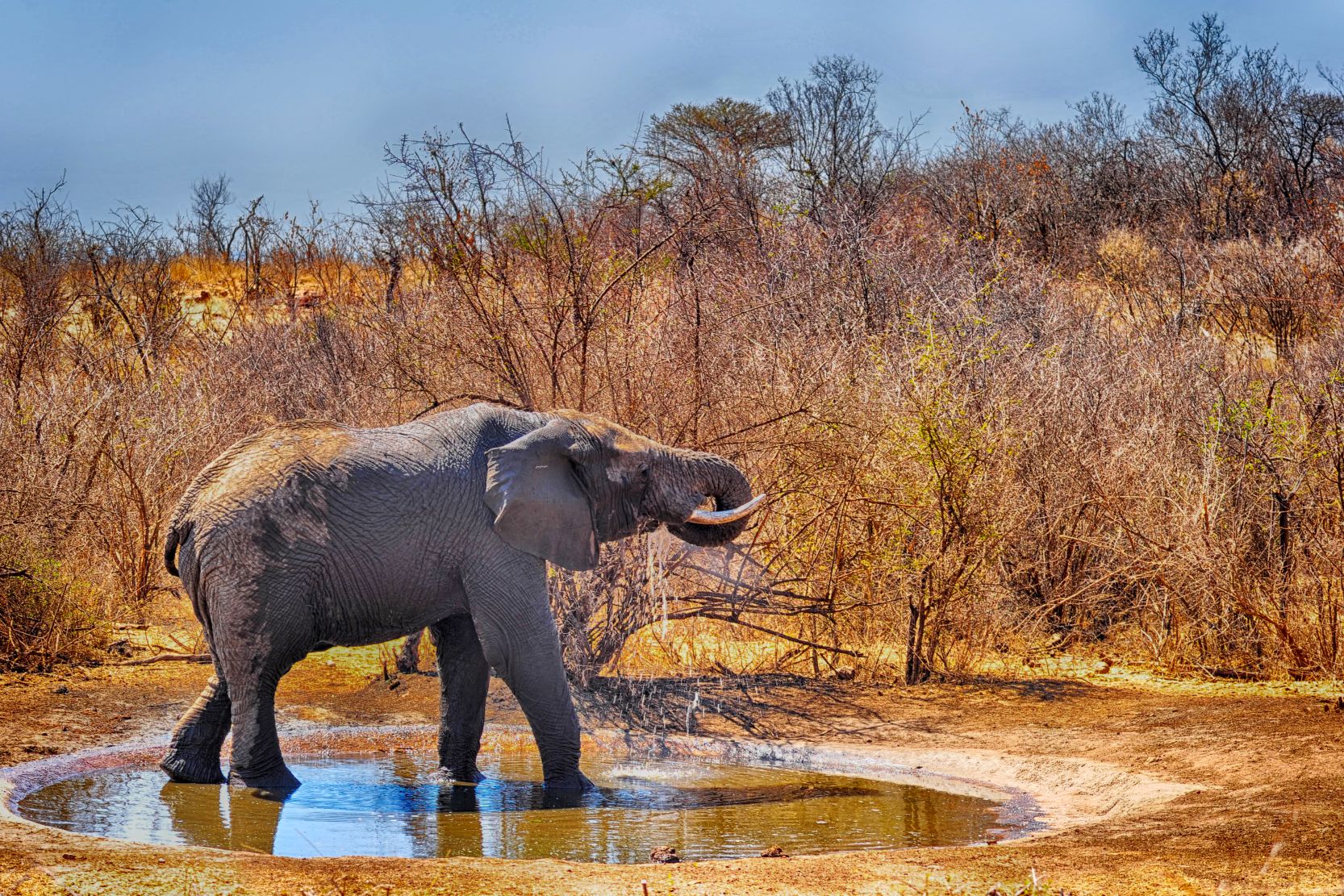 Elephant at the Motswiri Private Safari Lodge waterhole