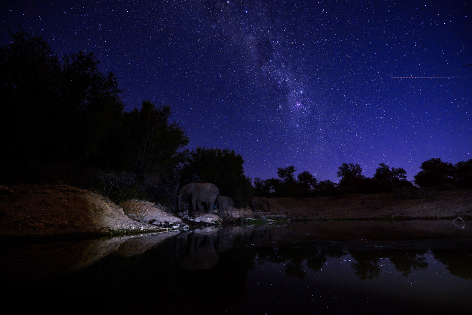 elephant with milky way at jacis terrapin hide Madikwe
