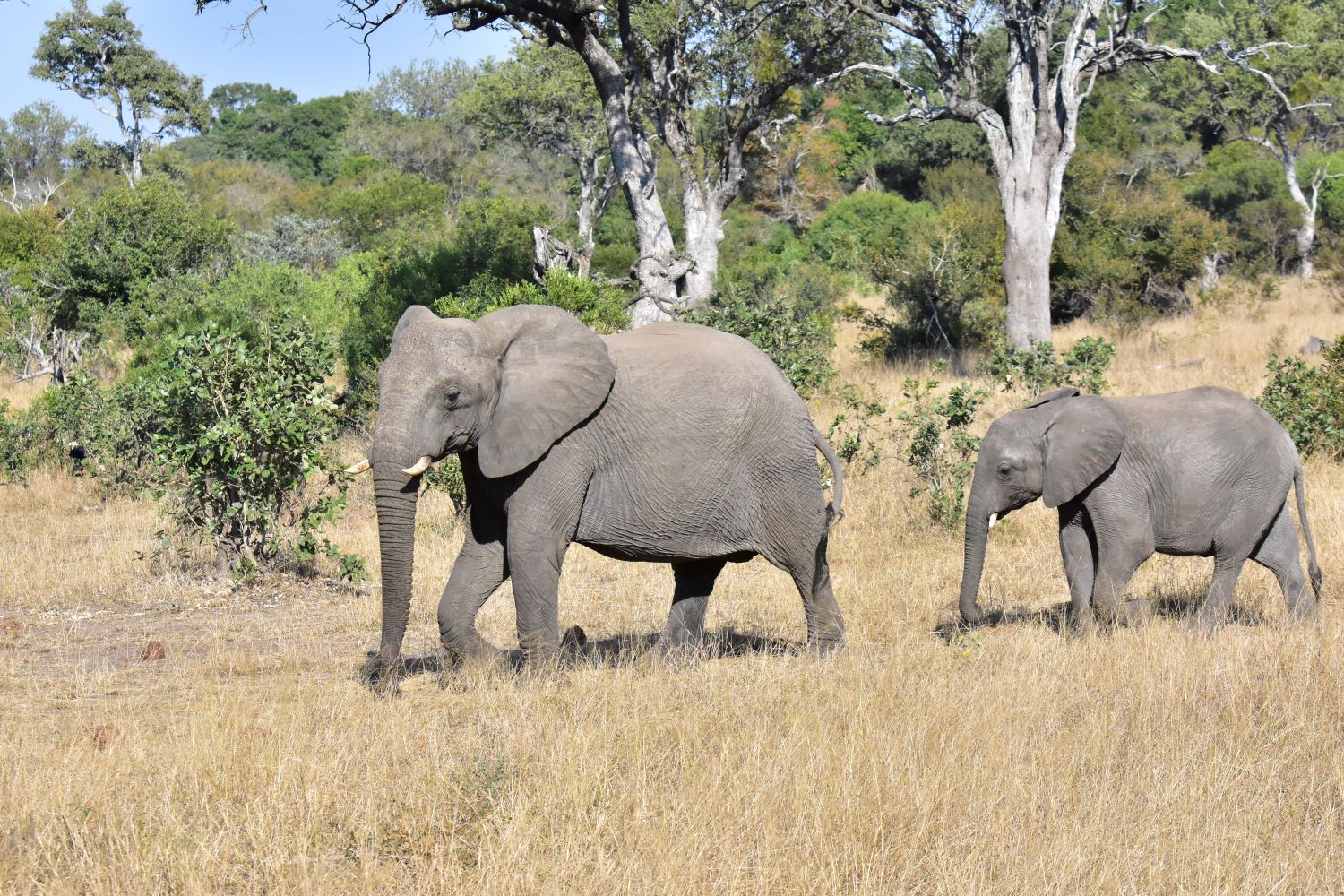 Elephant walking past the Talamati bushcamp waterhole in the KNP  Elephant walking past the Talamati bushcamp waterhole in the KNP