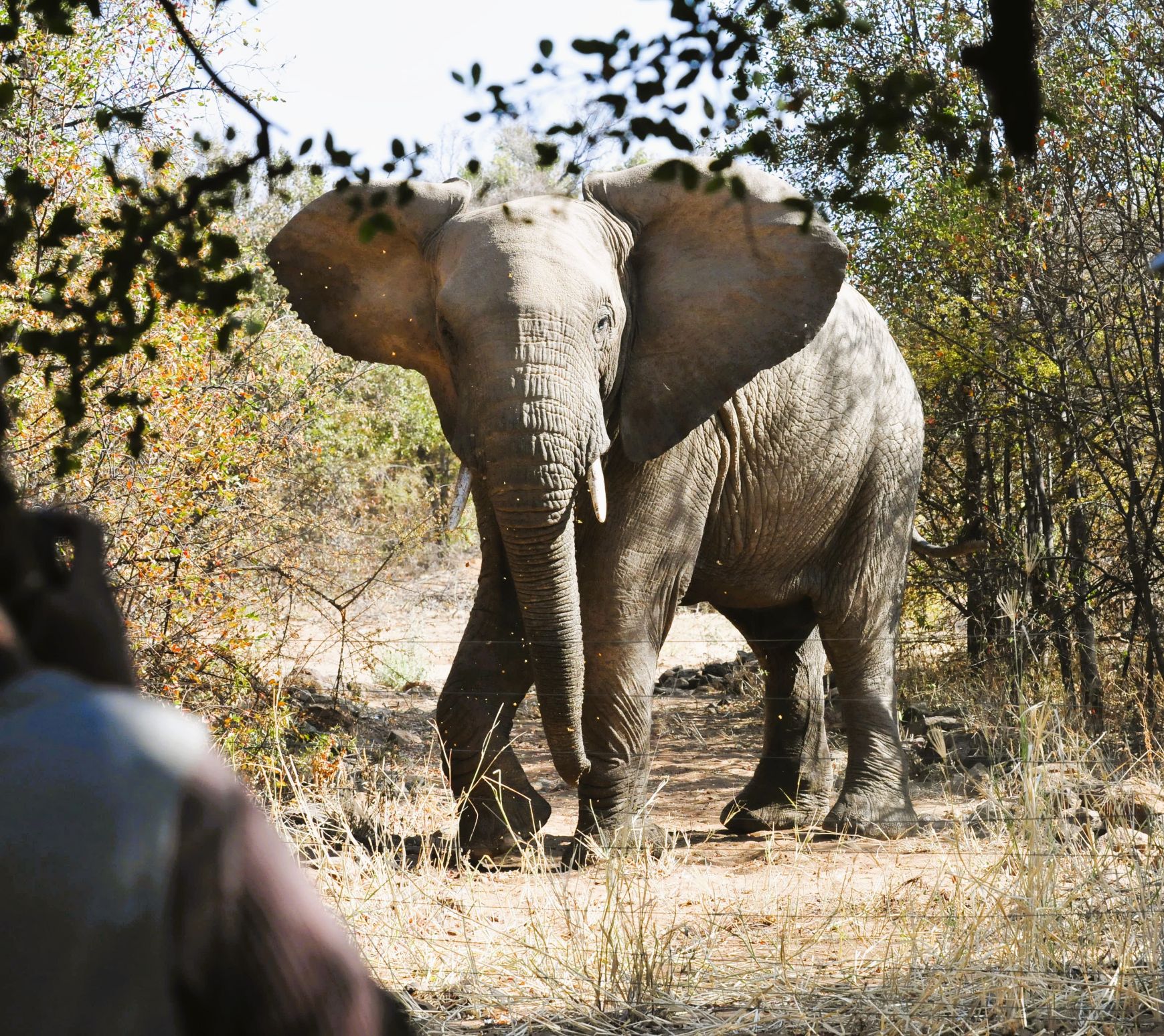 Elephant at the fence at Pilanesberg Private Lodge