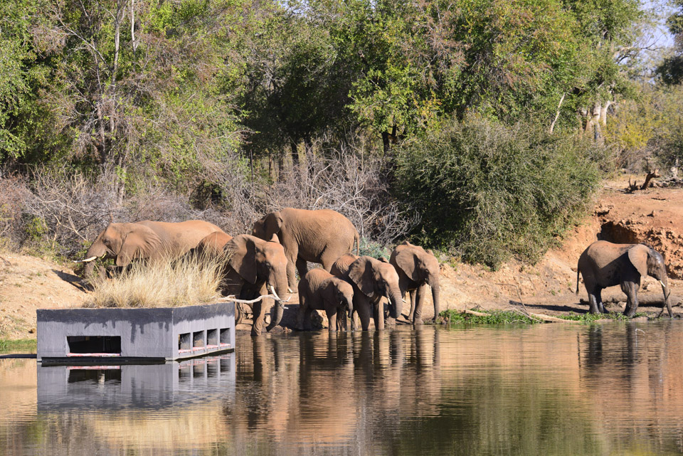 elephant herd round terrapin hide during the day at jacis tree lodge
