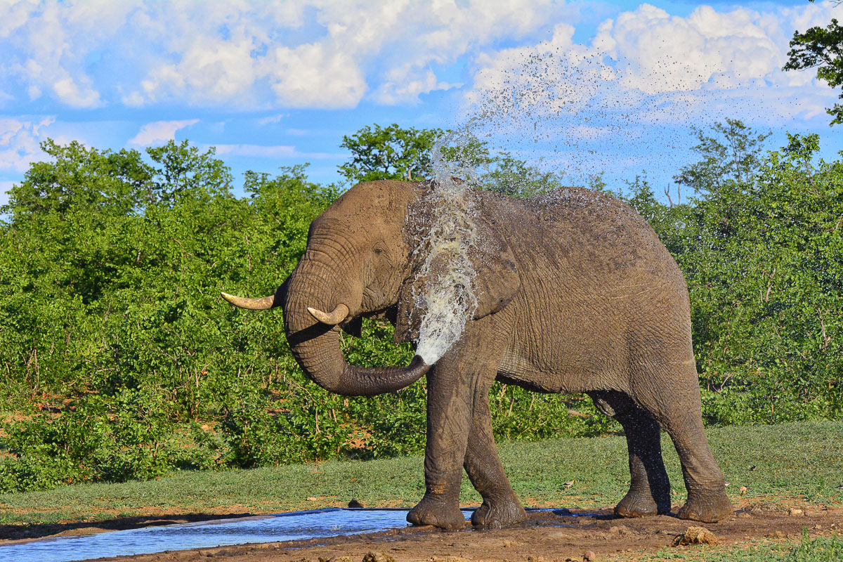 Elephant at lamont waterhole