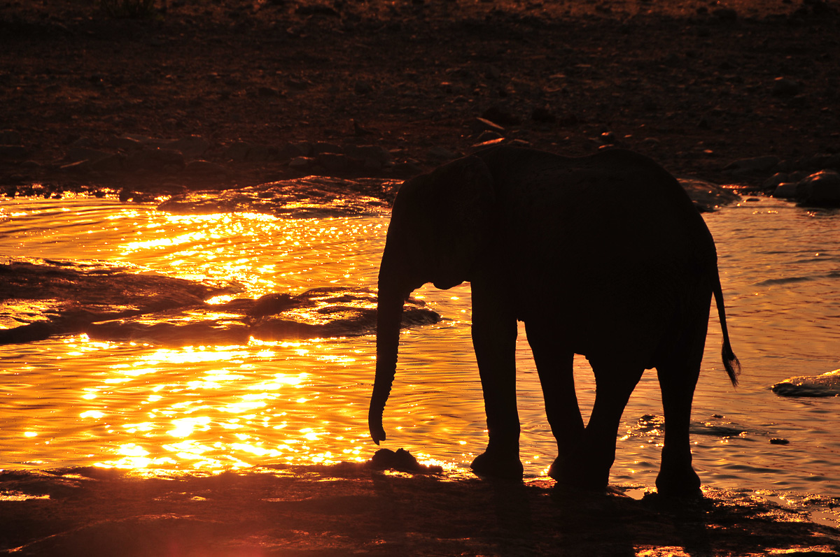 Elephant Silhouette at Moringa waterhole