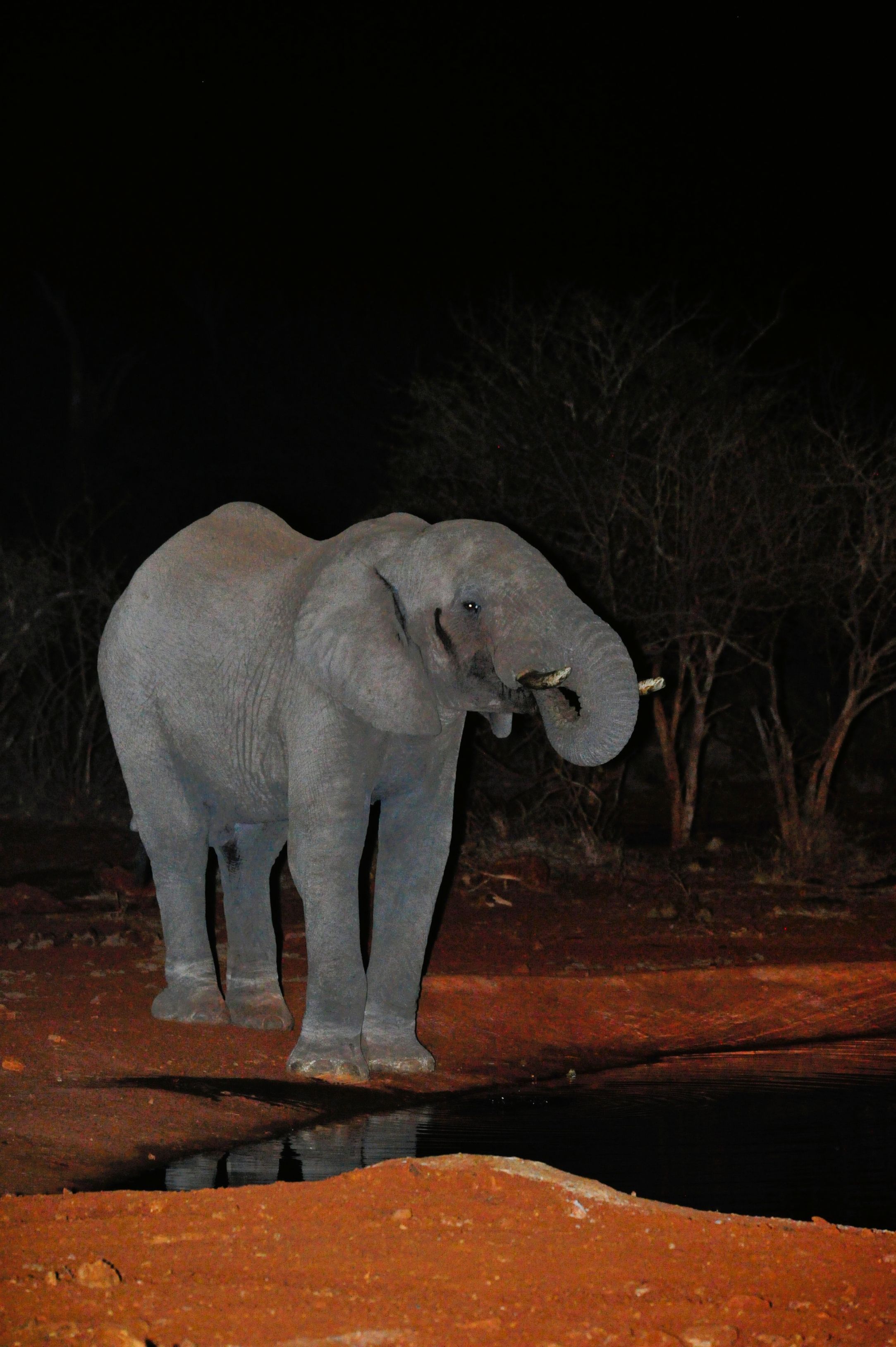 Elephant at the Etali Safari Lodge waterhole taken at night
