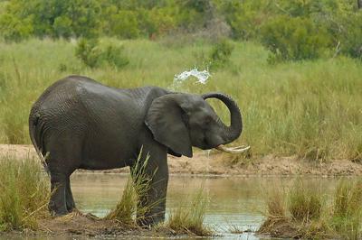 Elephant near Skukuza
