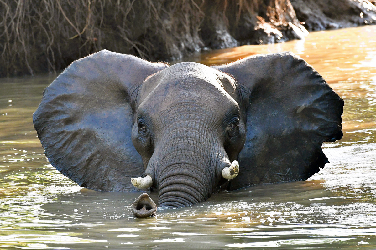 elephant bathing in Groot Marico River