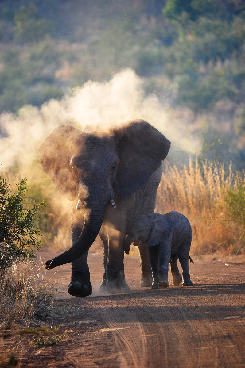 elephant dust bath in the Pilanesberg