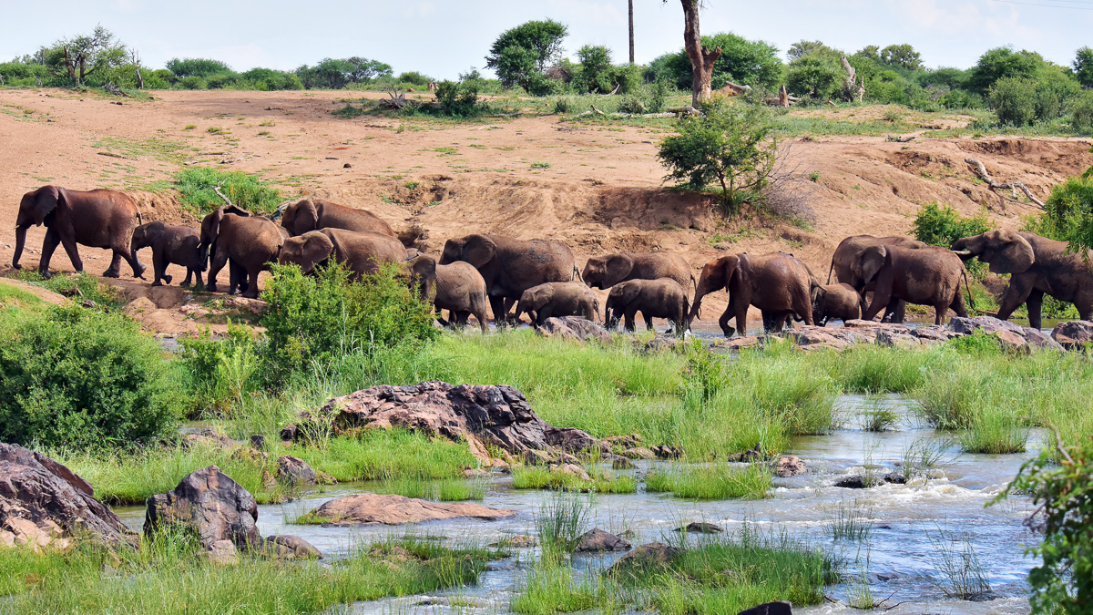 elephant herd crossing causeway in front of Madikwe River Lodge