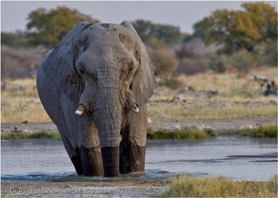 Elephant Enjoying a Mud Bath