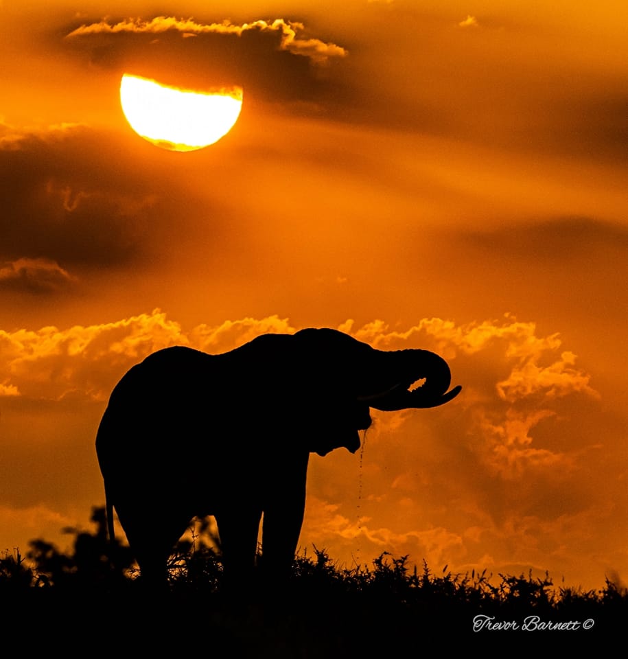elephant sunrise near Olifants