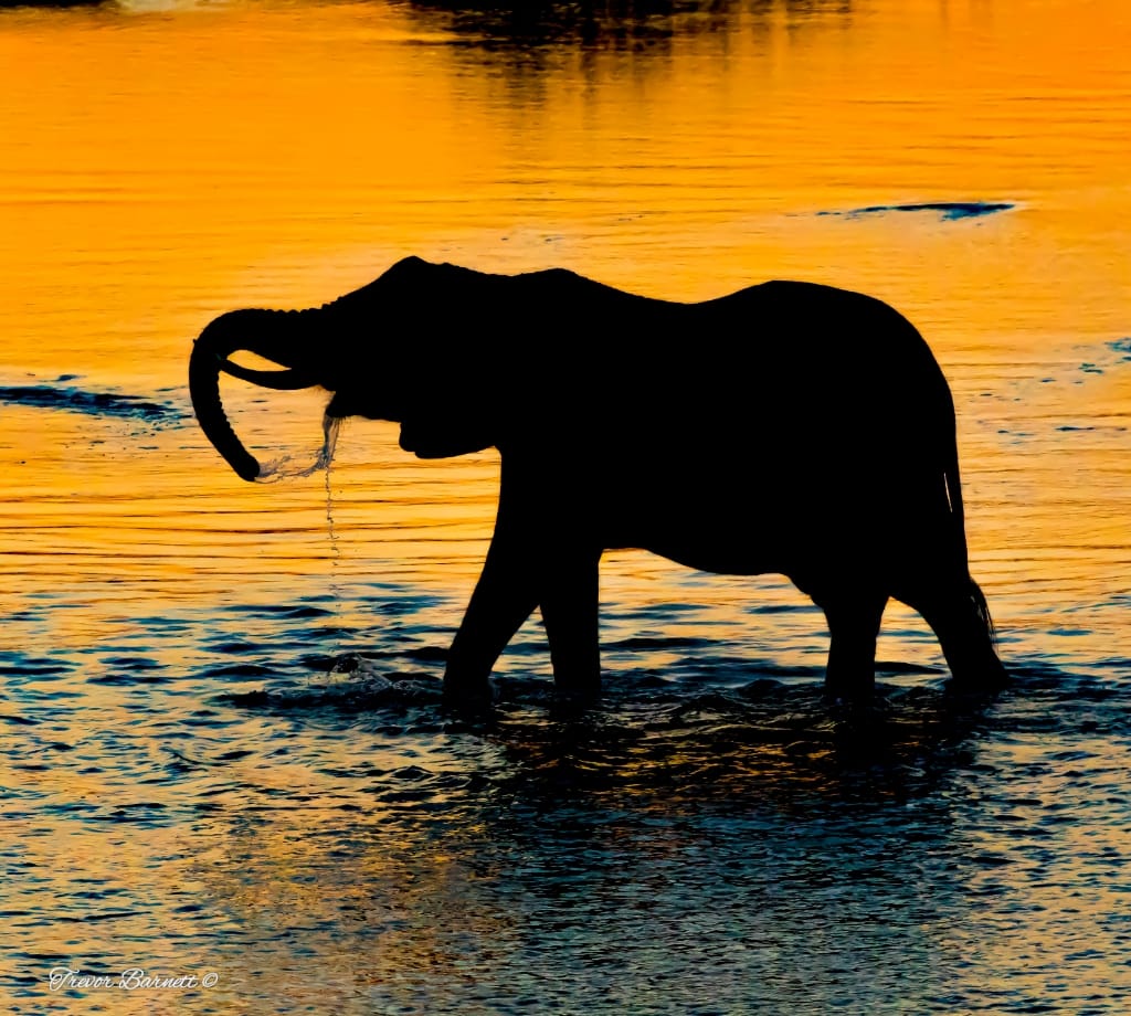 elephant silhouette on the Olifants river