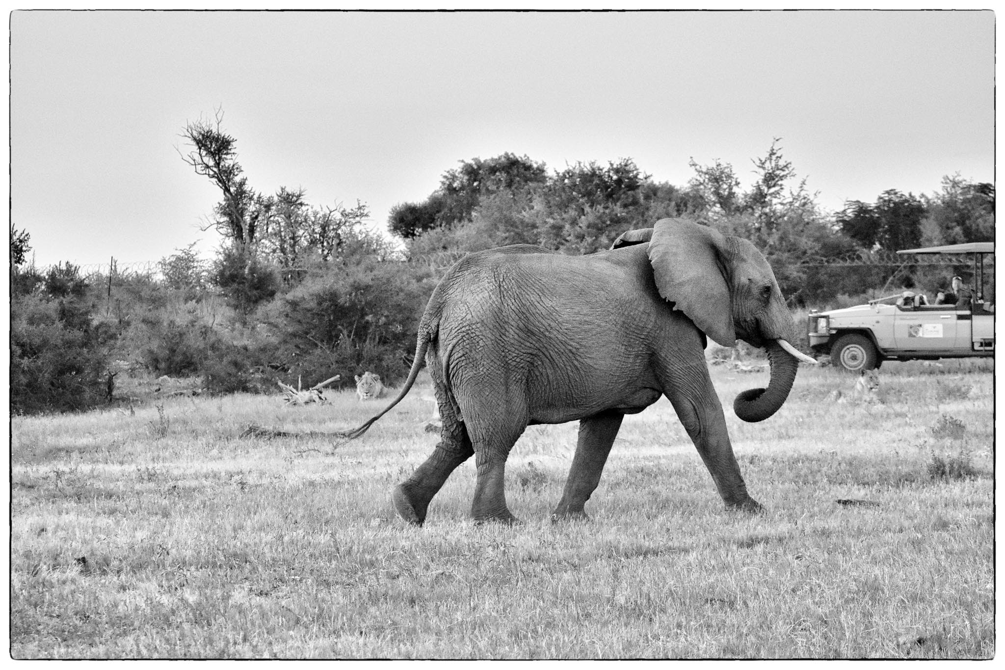 elephant and lions at Vleisfontein, Madikwe