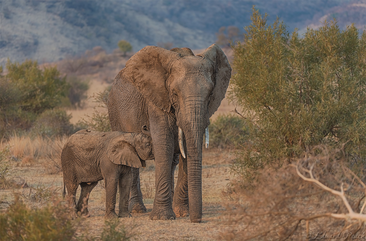 Elephant and calf in the Pilanesberg
