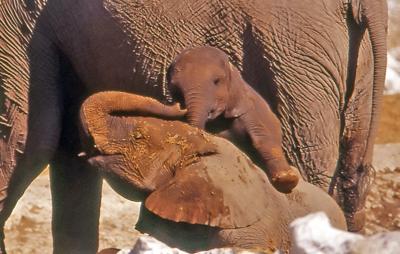 Baby elephants