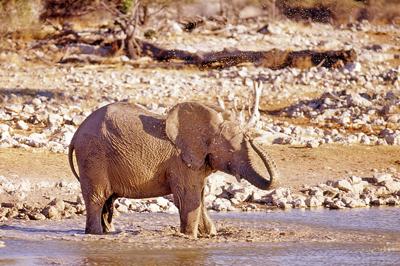 elephant bathing