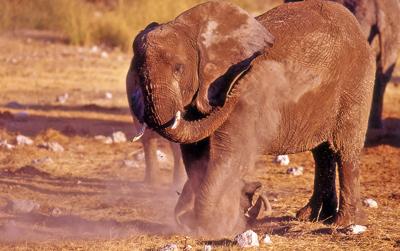 elephant having dust bath