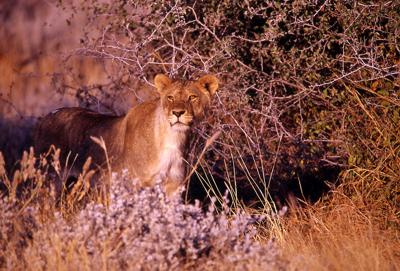 Lioness watching the animals drinking