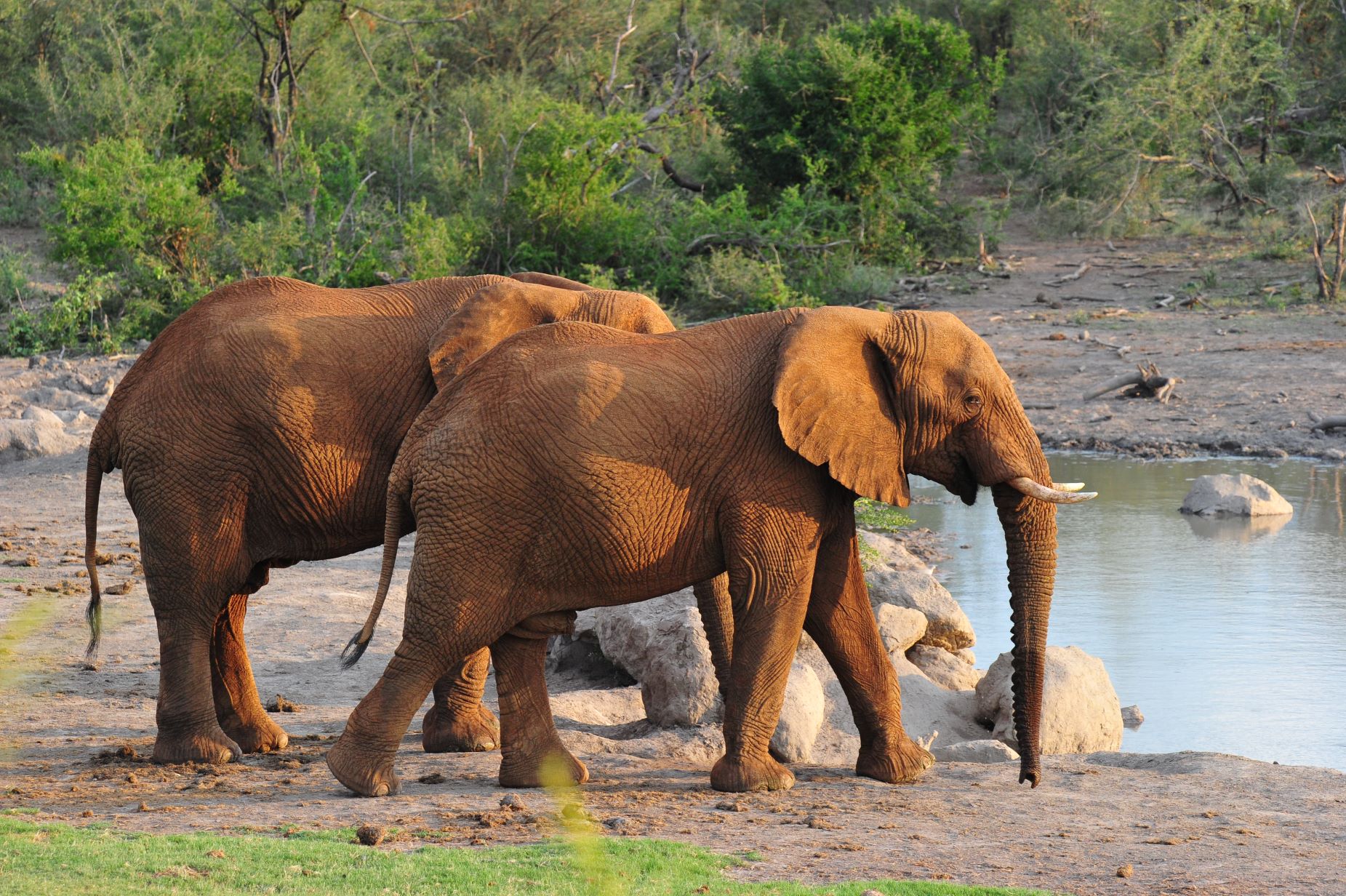 Elephant at Jamala Madikwe Waterhole Elephant at Jamala Madikwe Waterhole