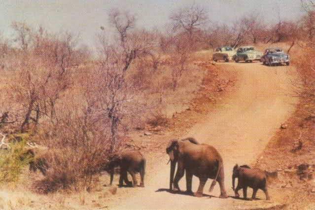elephants crossing road 1950s elephants crossing road 1950s