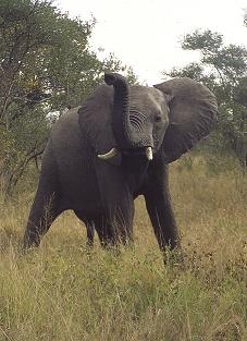 Bull Elephant Warning