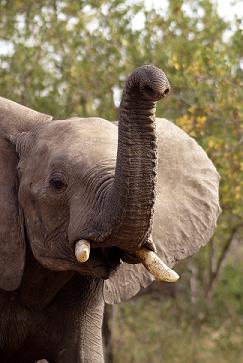 Bull Elephant Sniffing