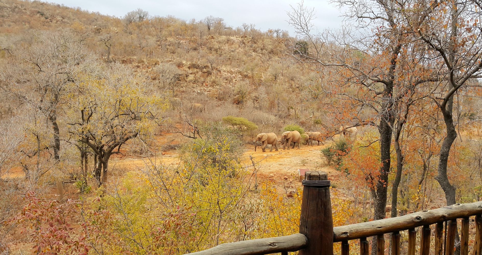 elephants walking past our suite at Etali Safari Lodge