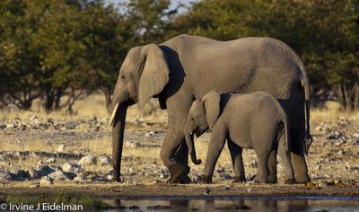 Elephants at Rietfontein- Etosha