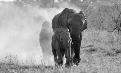 Elephant smoke-screen