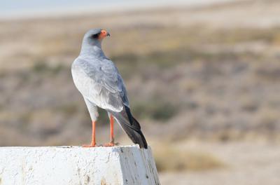 Mine is the kingdom here