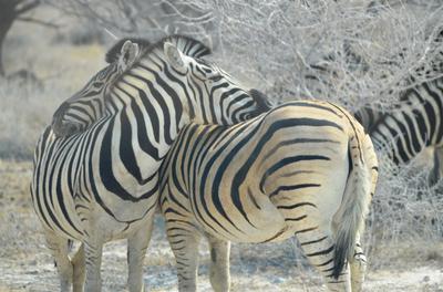 Lets rest our heads, it was a heavy night last night