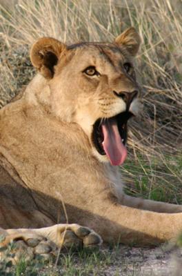 Lion yawn