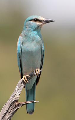 European Roller
