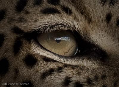 Eye of the Leopard