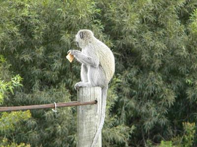 Vervet monkey