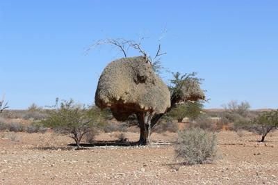 Community bird nests are all over.
