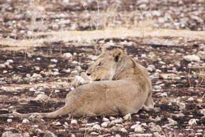 Lion lying in burned area