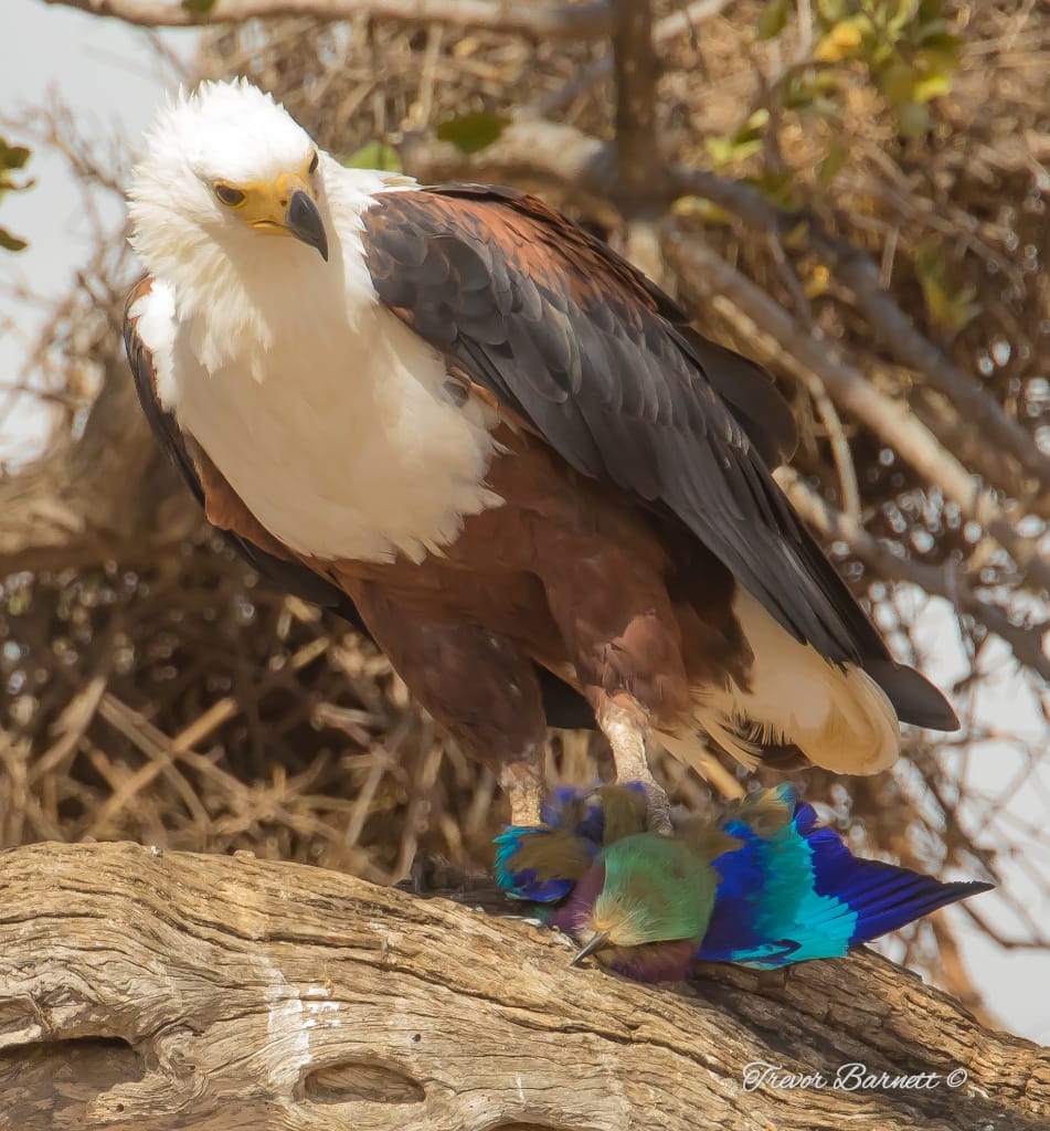 fish eagle with roller meal