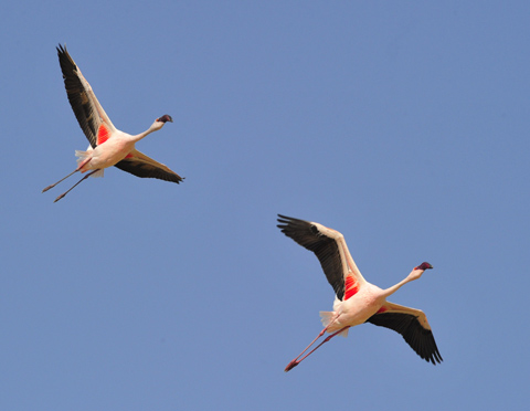flamingos flying over Etosha pan flamingos flying over Etosha pan