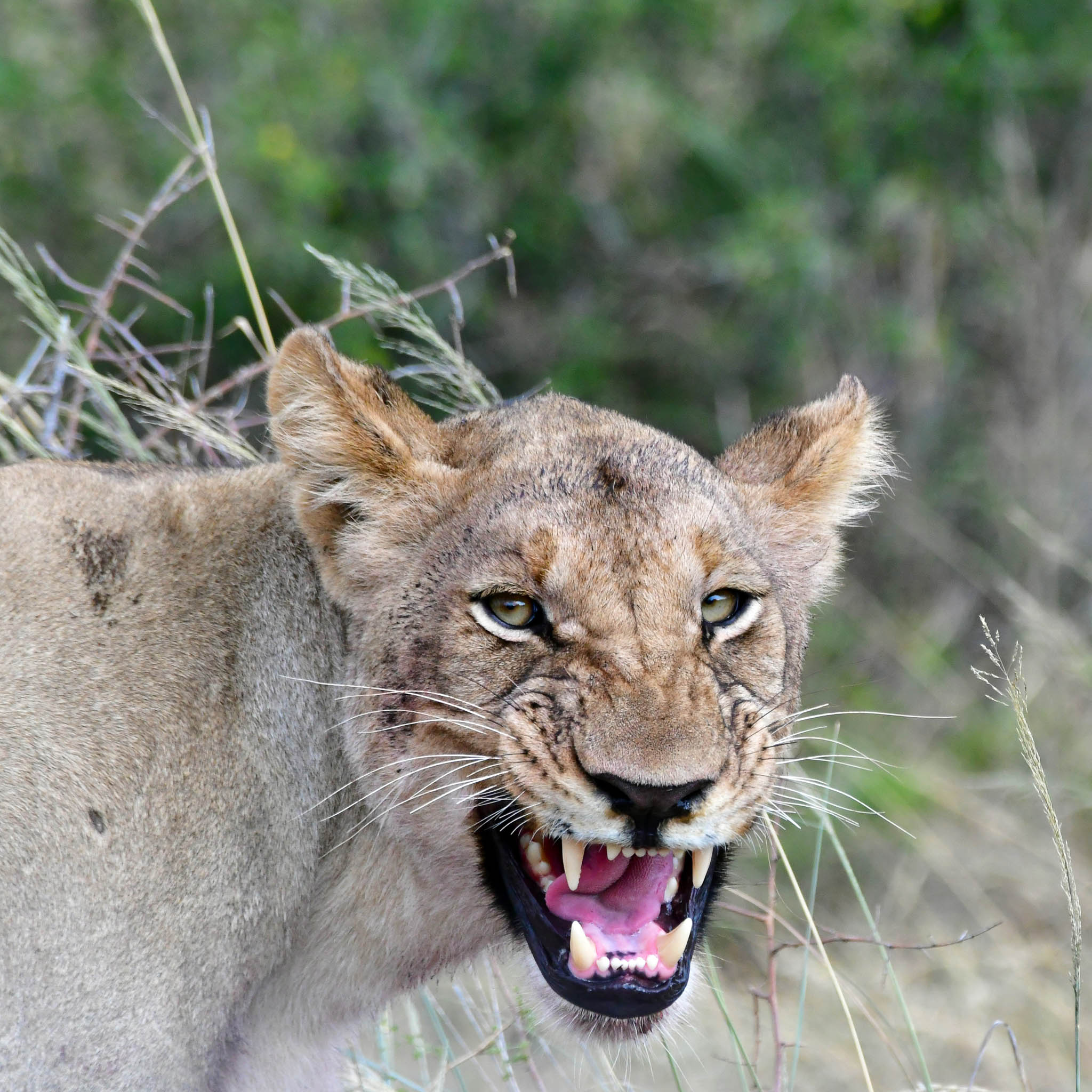 lion with Flehmen face