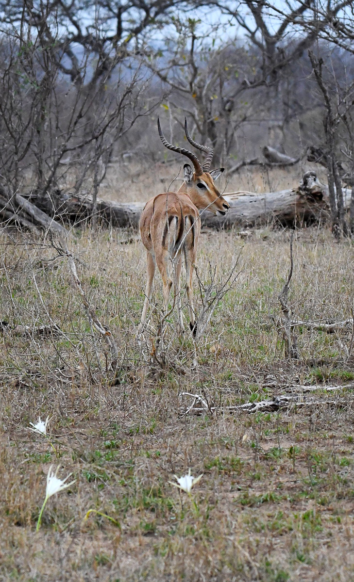 Impala among white spider lily flowers in Kruger Park. These wild flowers can be seen usually around October or November, depending on the first rains.