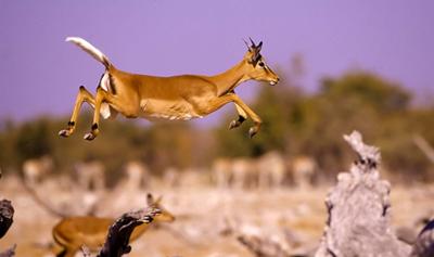Black-faced Impala - Goas waterhole