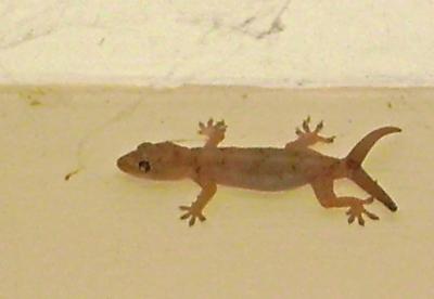 Gecko